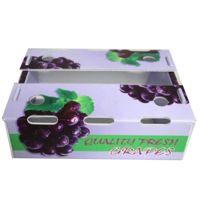 High Quality Polypropylene Plastic Corflute Carton Pp Fruit Box